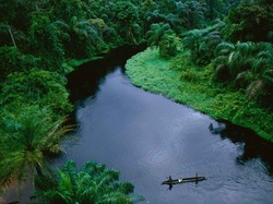 congo rainforest
