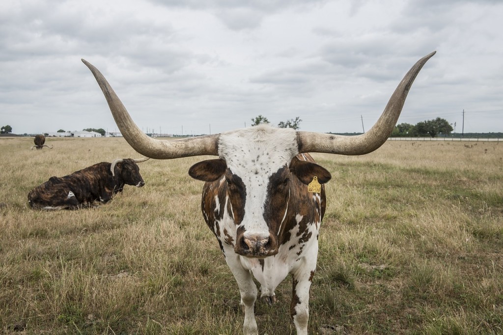 longhorn-steer-964876_1280