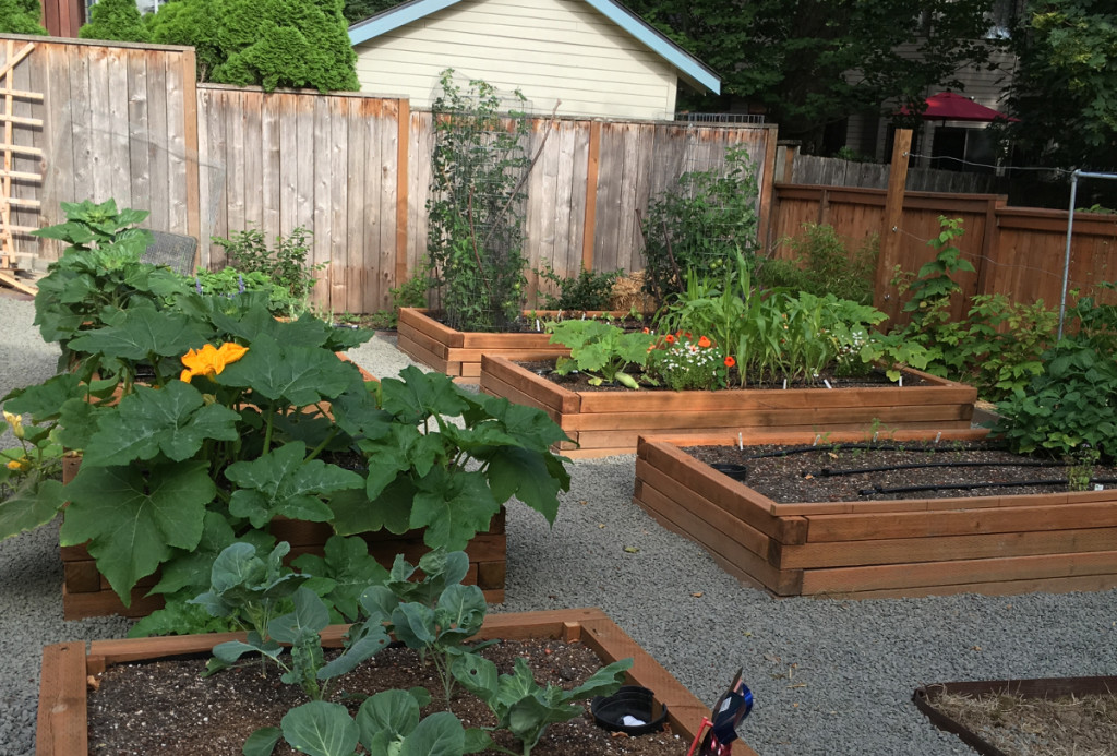 veggie garden